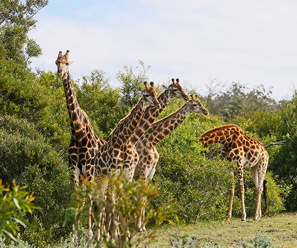 Best of South Africa